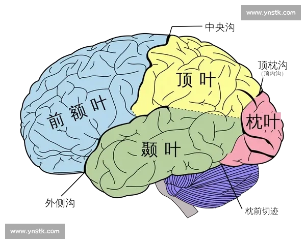 波尔vs省之争揭示区域发展与制度博弈的深层逻辑与未来走向